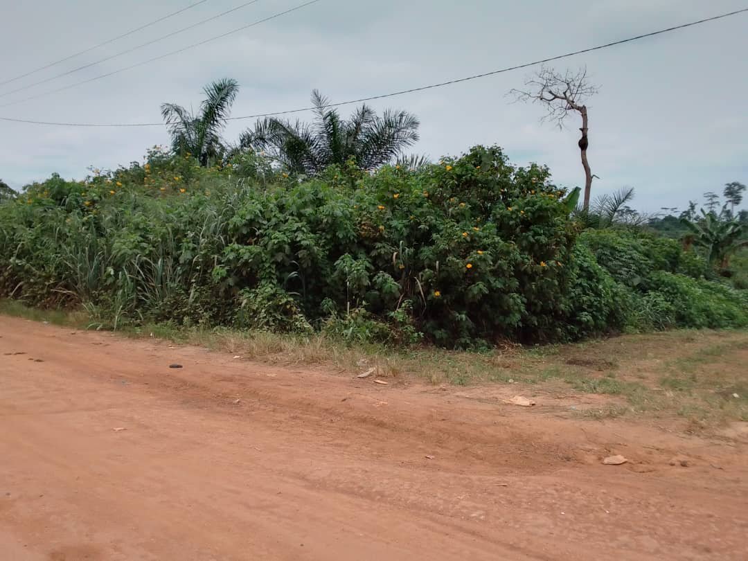 Terrain à vendre (2 Lots ) à nkolnda, Yaoundé. 