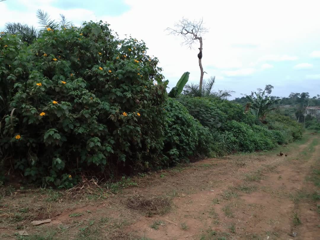 Terrain à vendre (2 Lots ) à nkolnda, Yaoundé. 
