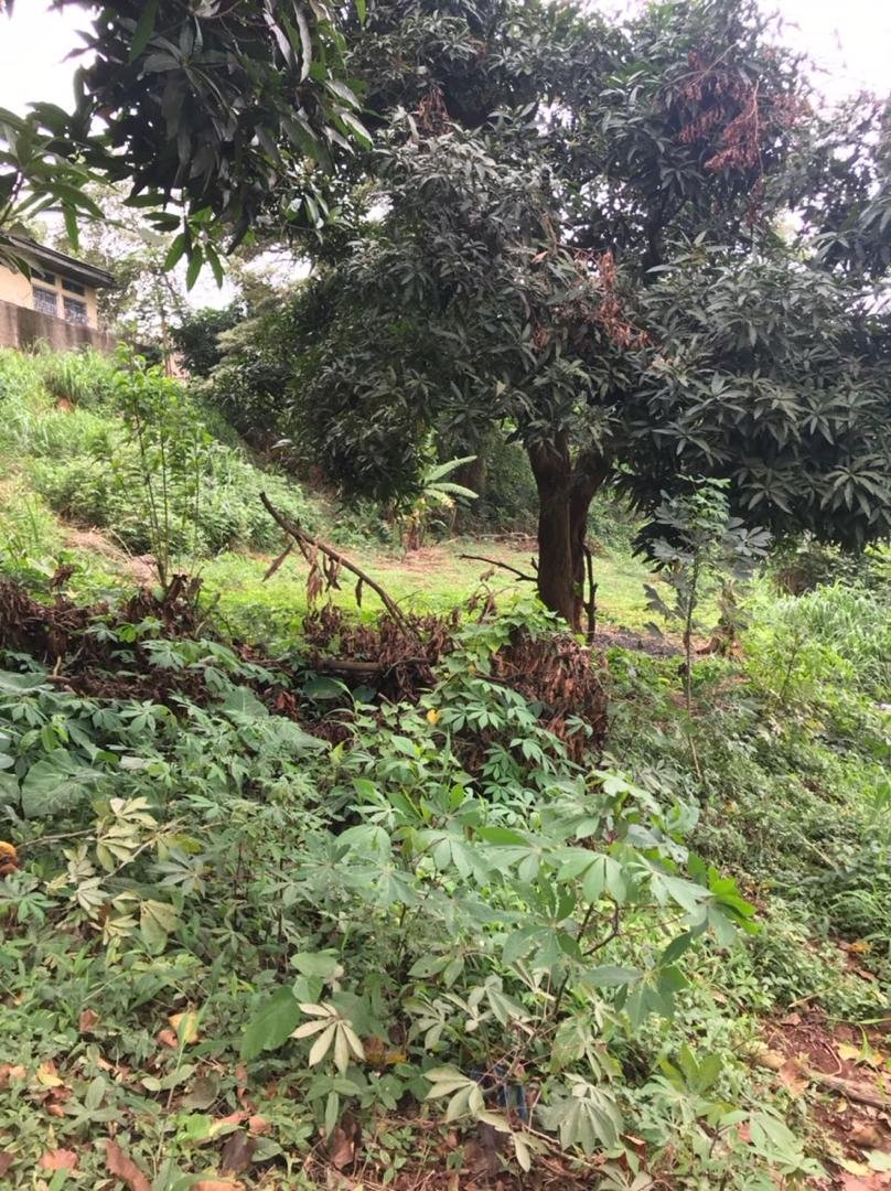 Terrain titré à vendre à Titi garage, Yaoundé. 
