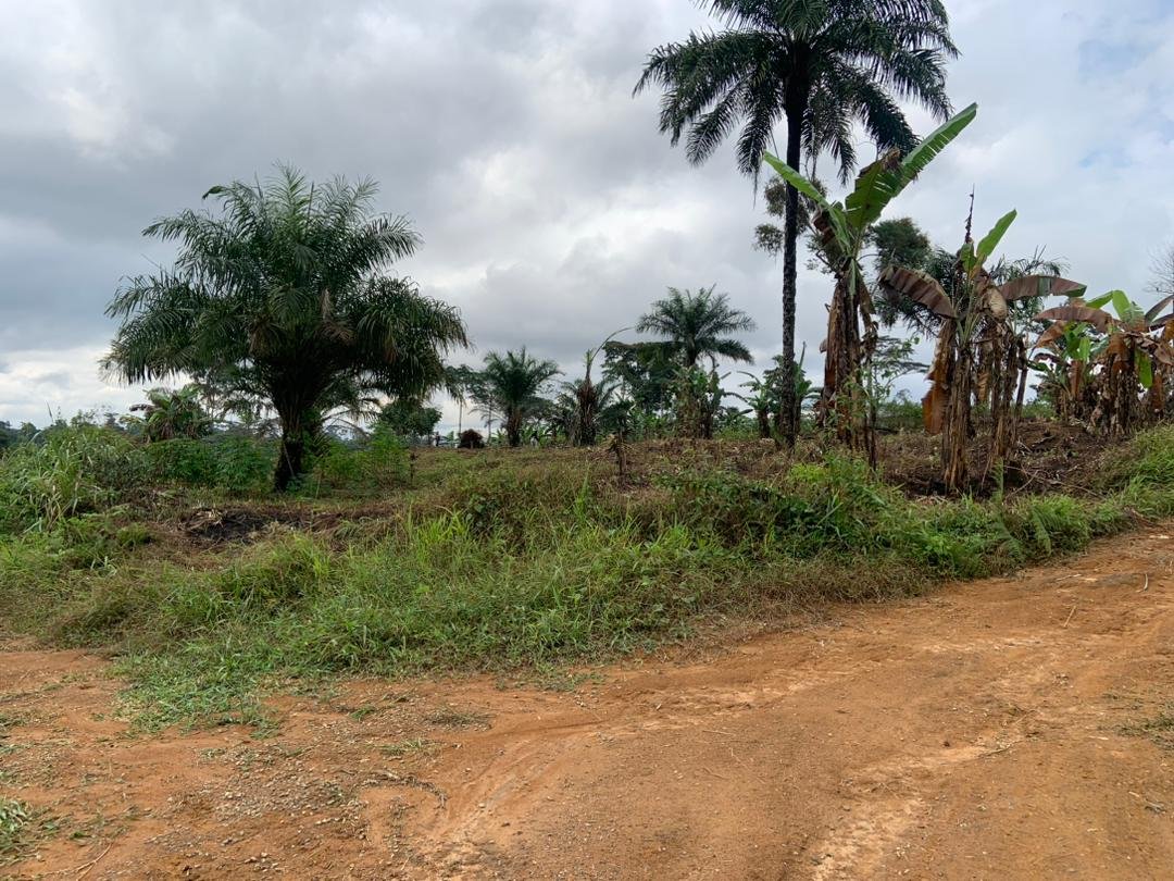 Terrain à vendre à Nkolnda, Yaoundé.