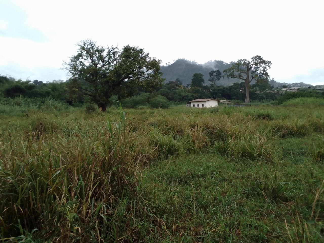 Terrain à vendre à Nkolbisson, Yaoundé