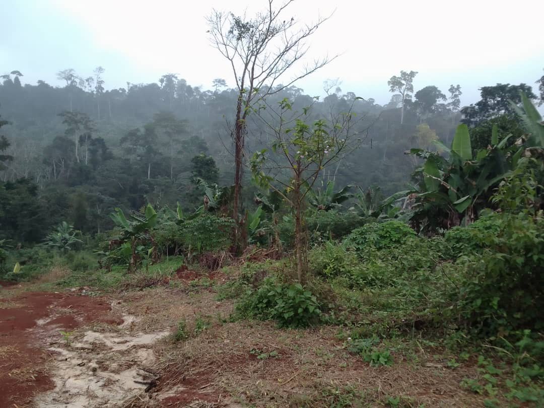 Terrain titré à vendre à nkolbisson lieudit Ozom1, Yaoundé 