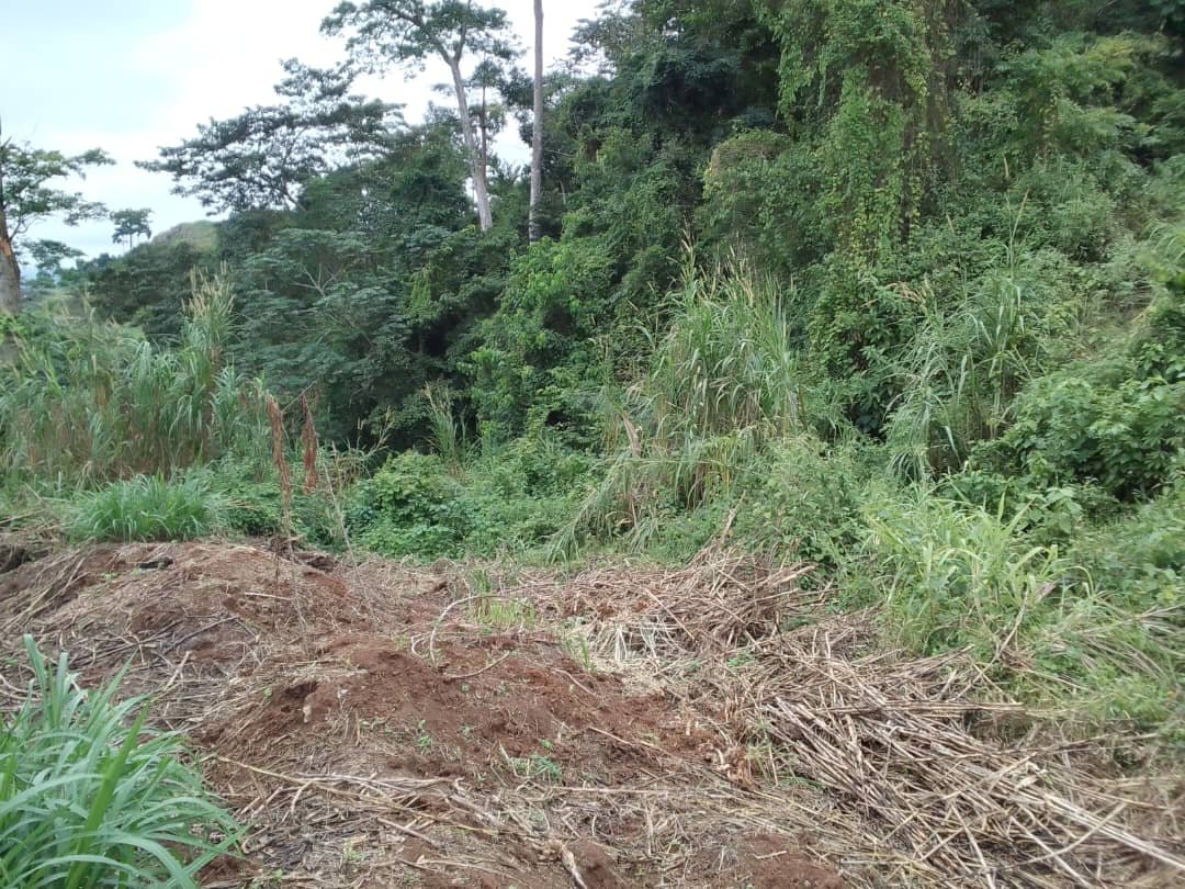 Terrain titré à vendre, derrière nouvelle mairie Nkolbisson, Yaoundé 