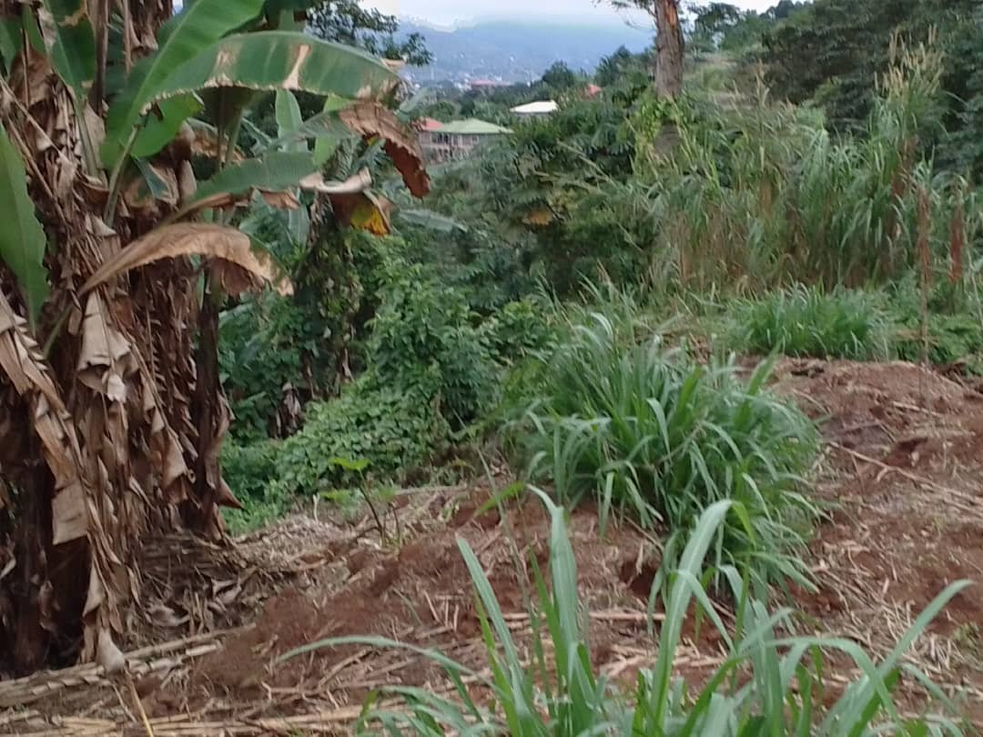 Terrain titré à vendre, derrière nouvelle mairie Nkolbisson, Yaoundé 