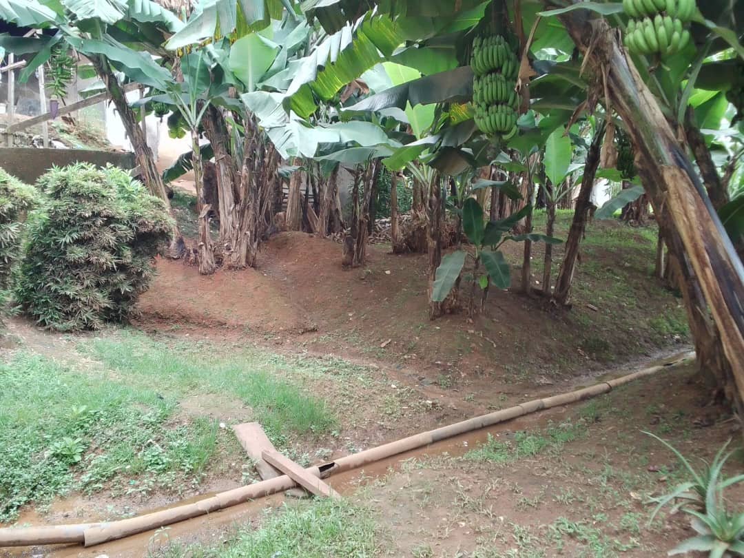 Terrain titré à vendre à Mokolo,Yaoundé