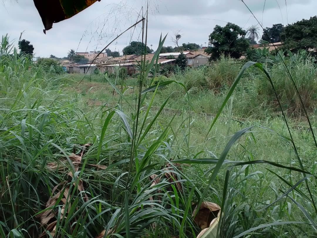 Terrain titré à vendre à Mokolo,Yaoundé