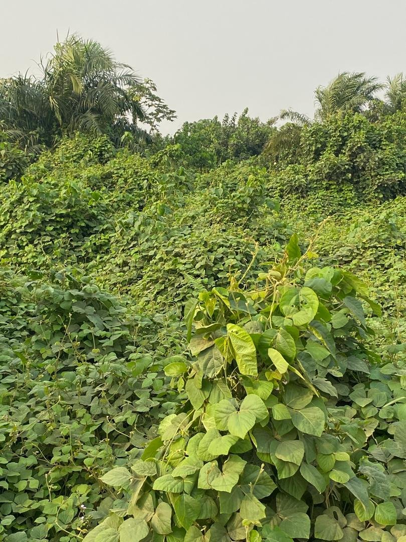 Terrain titré à vendre à YASSA  Lieu dit YATCHIKA, Douala 