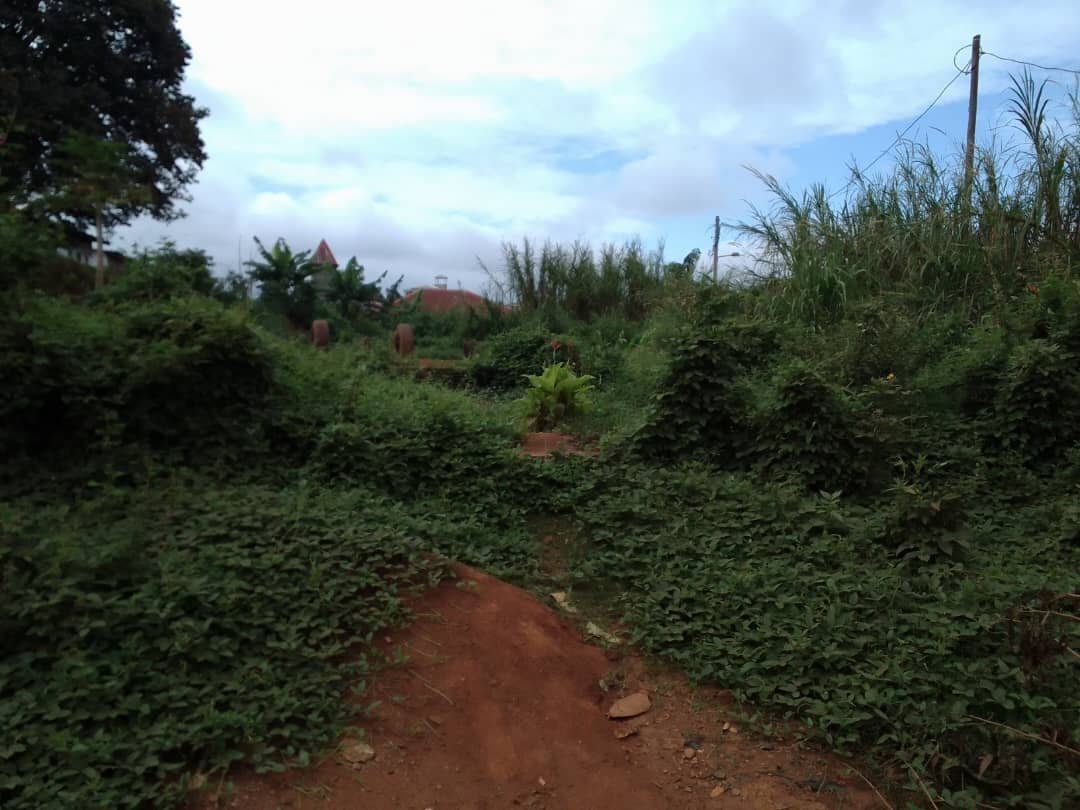 Terrain titré à vendre à béatitude, Yaoundé 