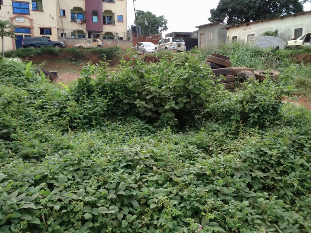 Terrain titré à vendre à béatitude, Yaoundé 
