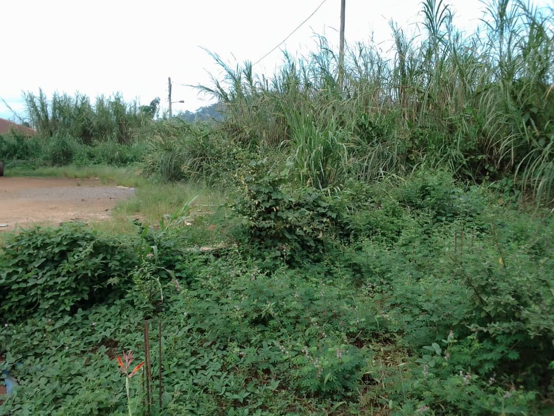Terrain titré à vendre à béatitude, Yaoundé 