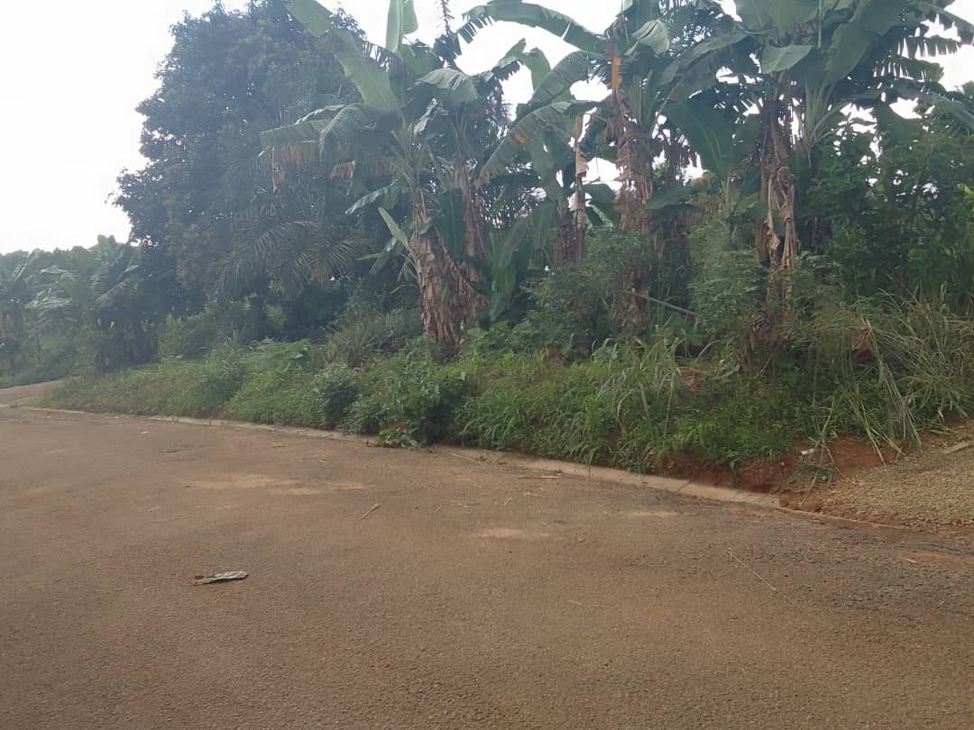 Terrain titré à vendre, nkolfoulou, Yaoundé 