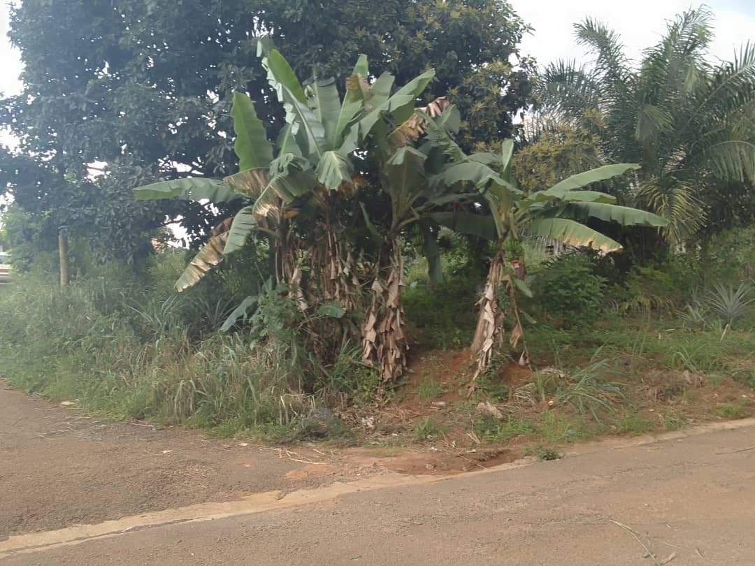 Terrain titré à vendre, nkolfoulou, Yaoundé 