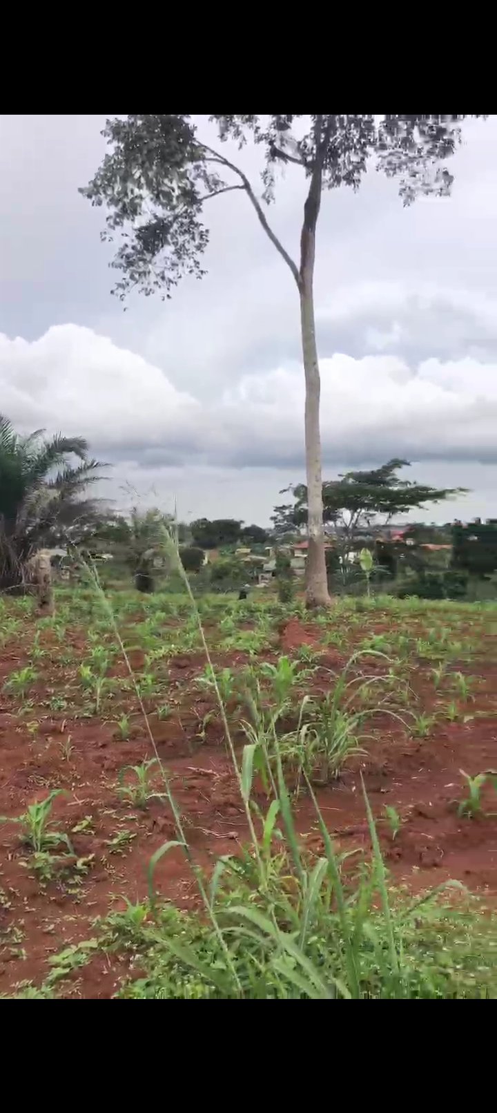 Terrain titré et lotis à vendre Odza Borne 10, Yaoundé