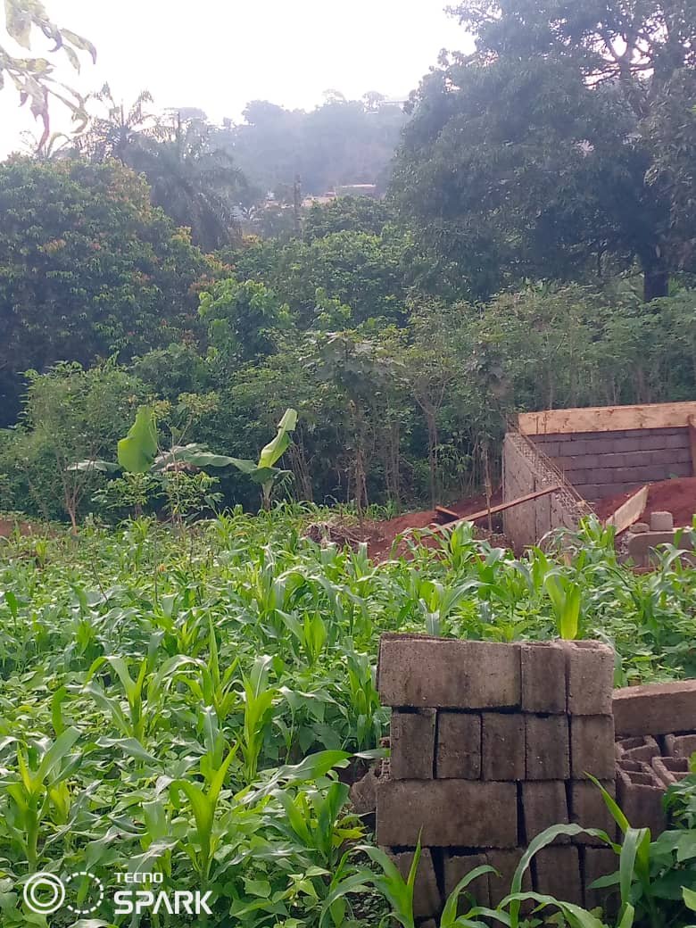 Terrain à vendre, Nkolondom, Yaoundé 