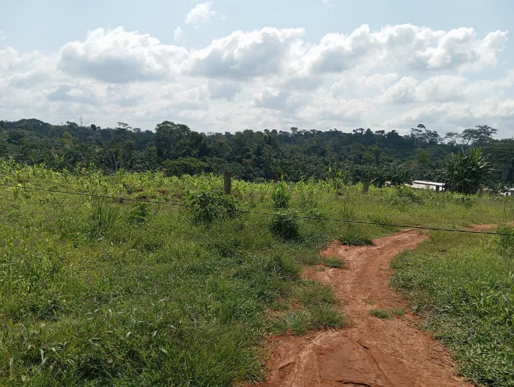 Terrain titré à vendre, Nkassomo, Yaoundé 