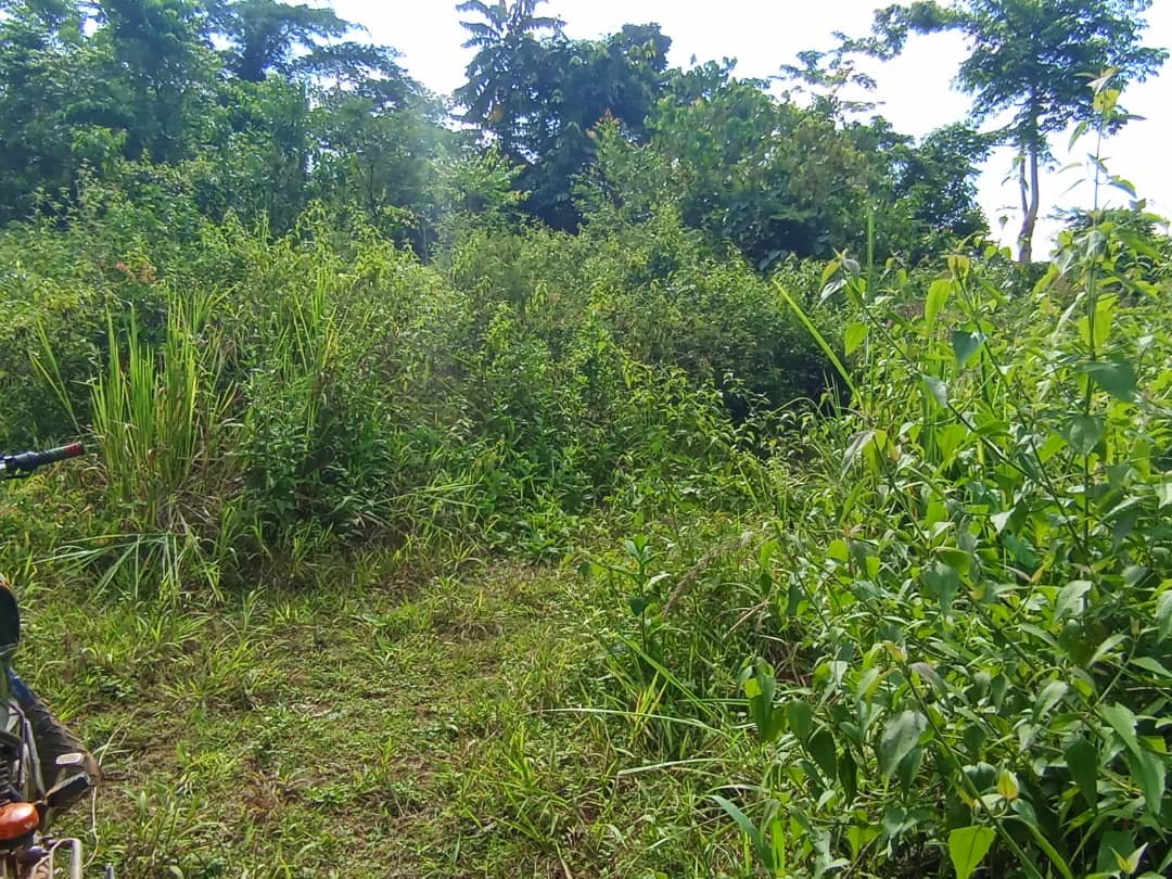 Terrain titré à vendre, Nkassomo, Yaoundé 