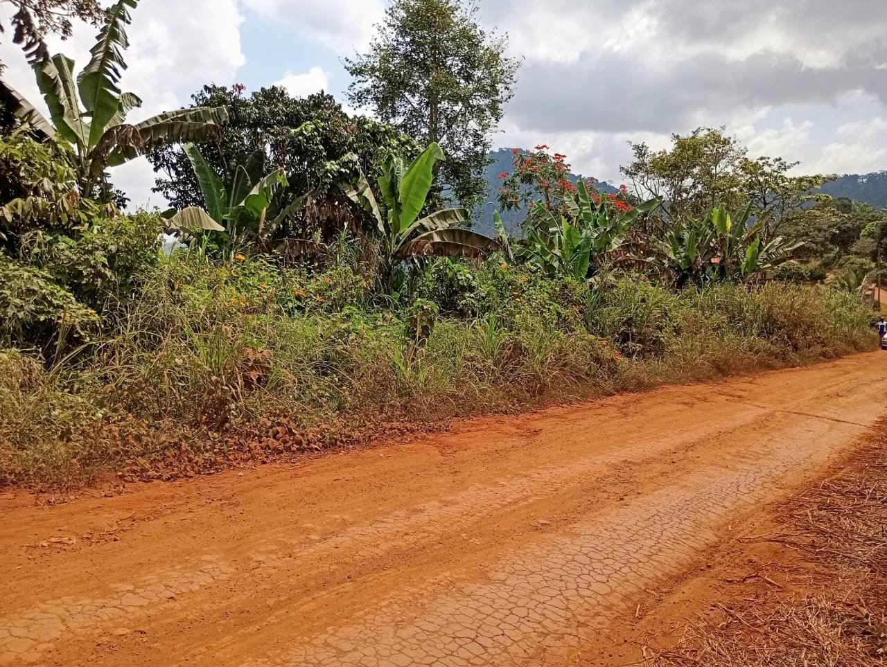 Terrain titré à vendre, Nkolondom, Yaoundé 