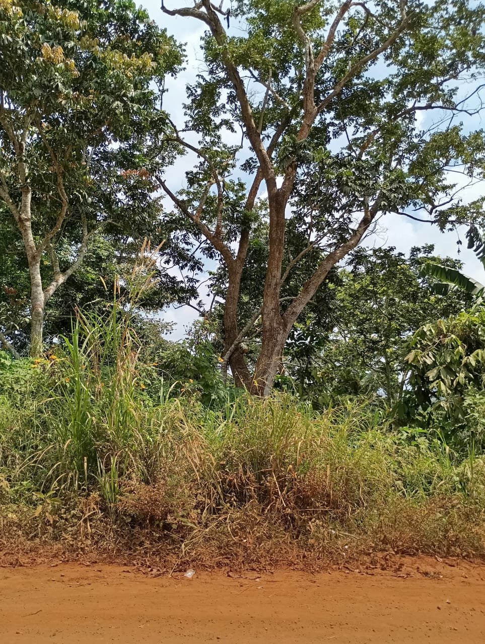 Terrain titré à vendre, Nkolondom, Yaoundé 
