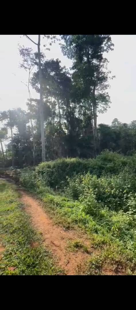 Terrain à vendre, Mbankomo, Yaoundé 