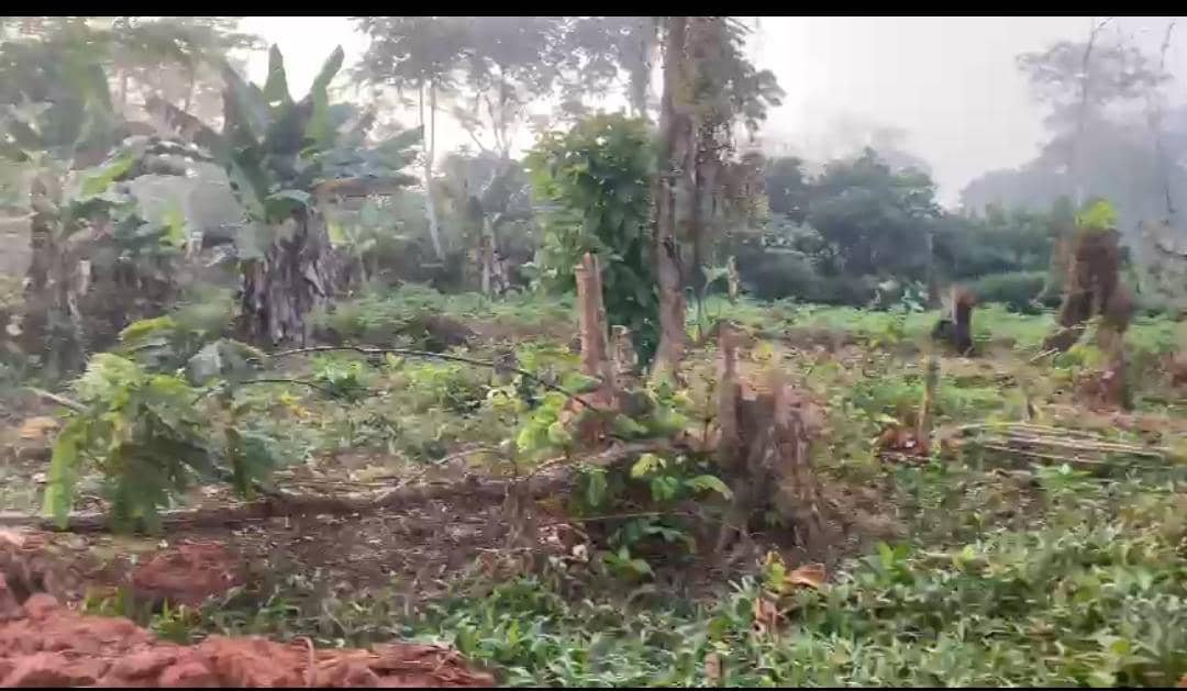 Terrain titré à vendre, NKolfoulou, Yaoundé  