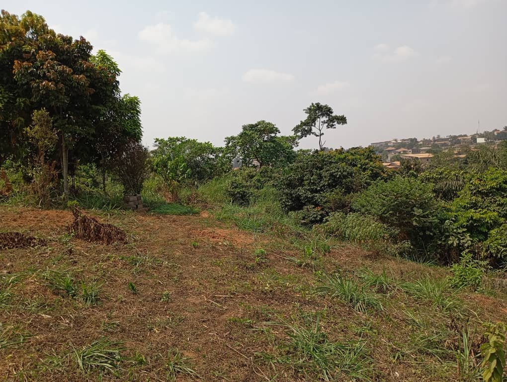 Terrain titré à vendre, Biteng, Yaoundé 