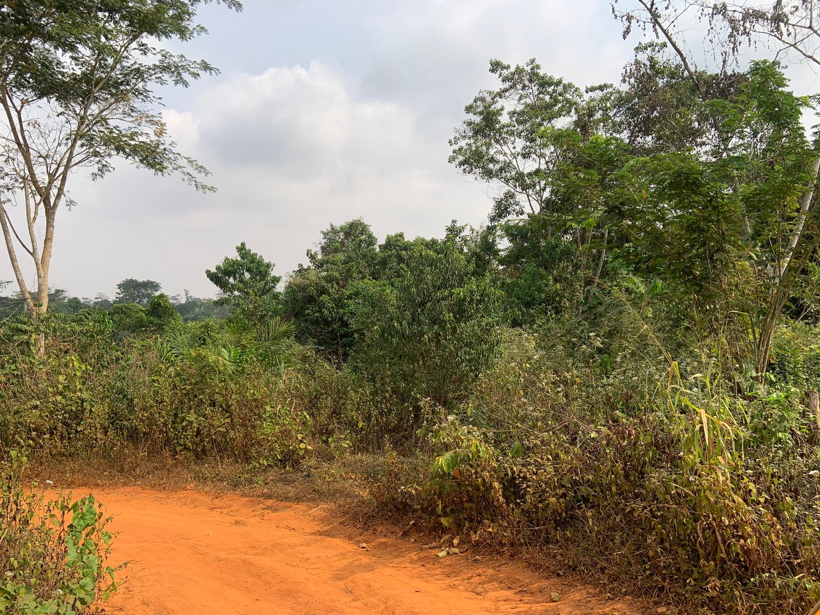 Terrain titré à vendre, Afanoyoa, Yaoundé 