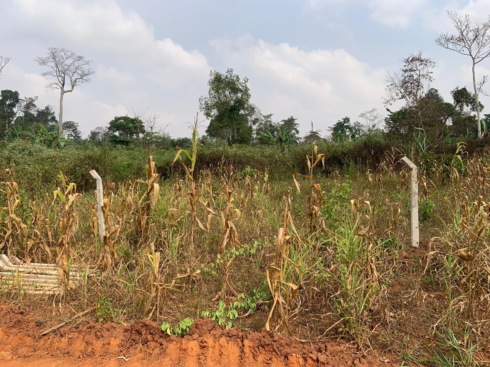 Terrain titré à vendre, Afanayoa, Yaoundé  