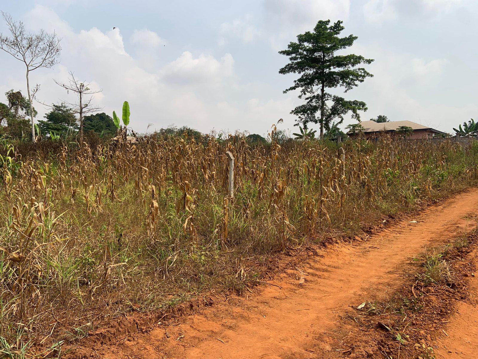 Terrain titré à vendre, Afanayoa, Yaoundé  