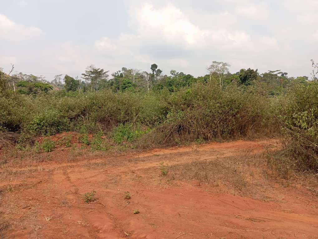 Terrain titré à vendre à louer, Nkolbisson