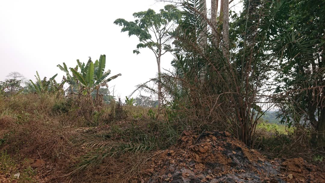 Terrain à vendre, Ekok, Yaoundé 