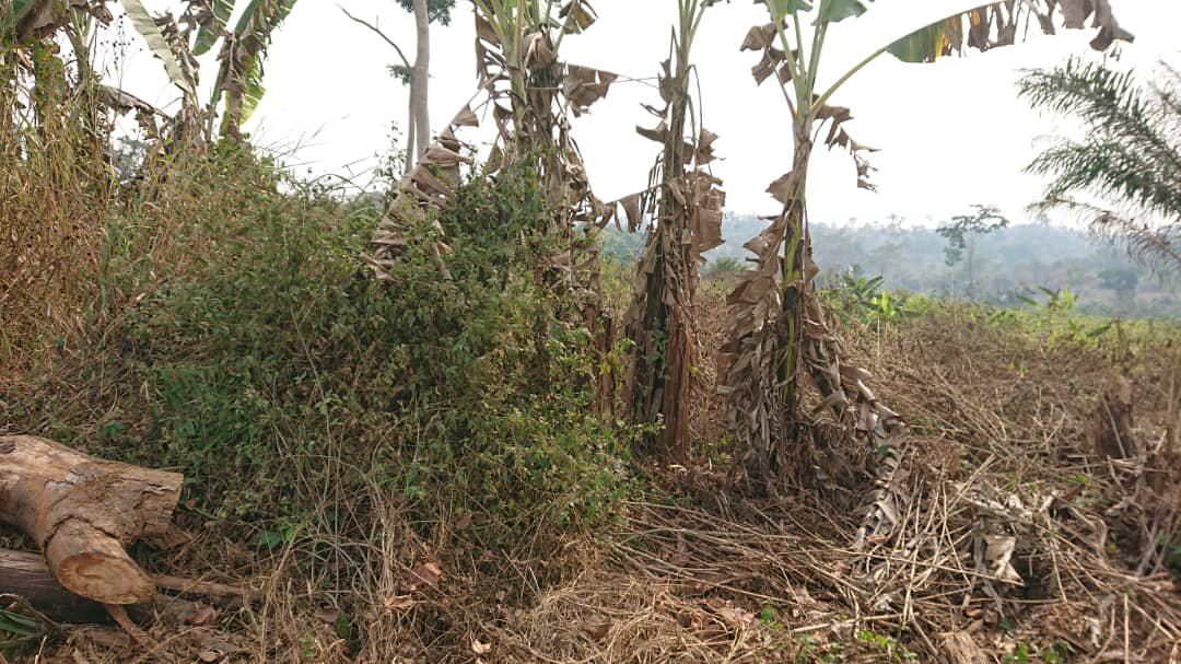 Terrain à vendre, Ekok, Yaoundé 