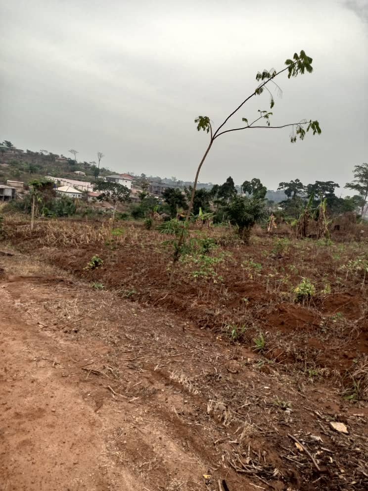 Terrain tiré à vendre, Odza, Yaoundé 