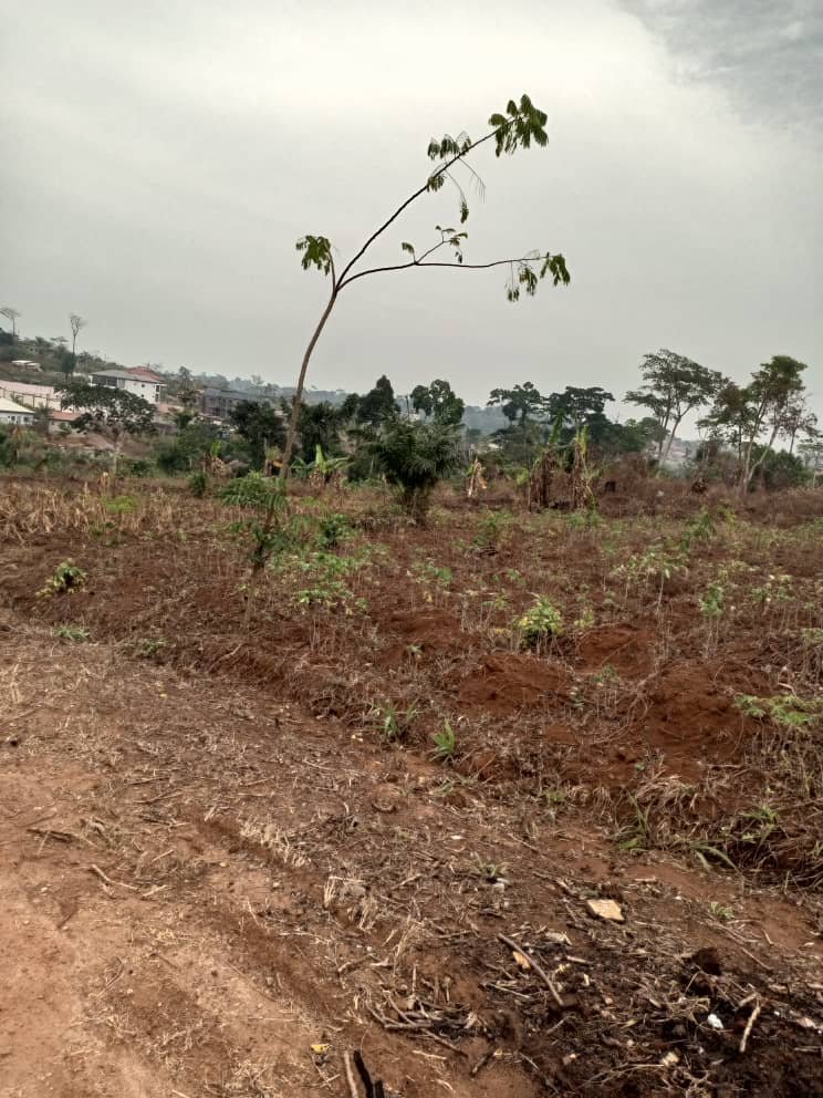 Terrain tiré à vendre, Odza, Yaoundé 