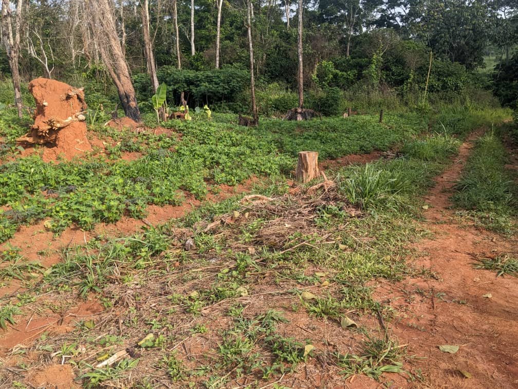 Terrain titré à vendre, Mvian, Yaoundé 