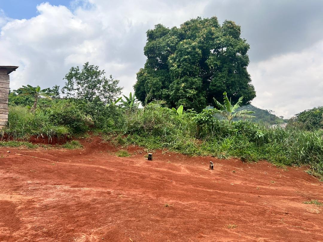 Terrain à vendre, Febe village, Yaoundé  