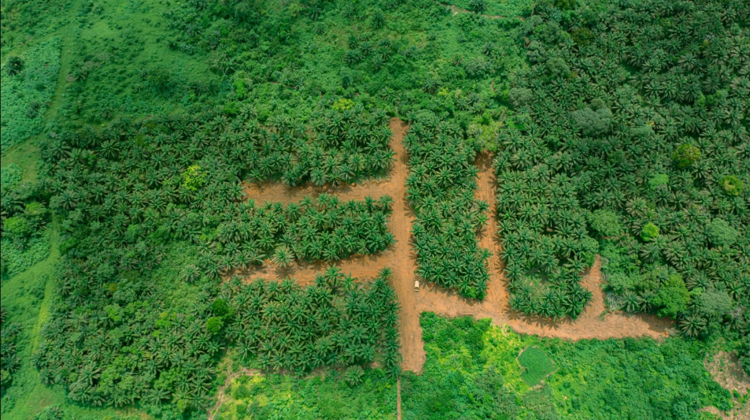 Terrain à vendre, Yabassi, Douala 