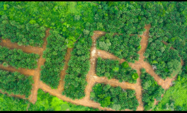 Terrain à vendre, Yabassi, Douala 