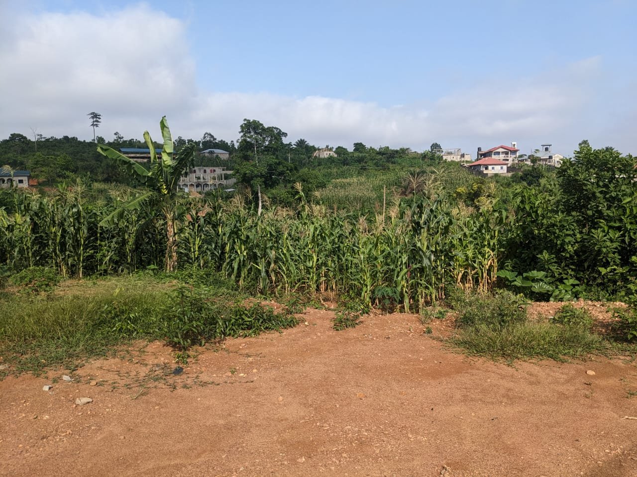 Terrain à vendre, Mbanga, Moungo, près de Douala 