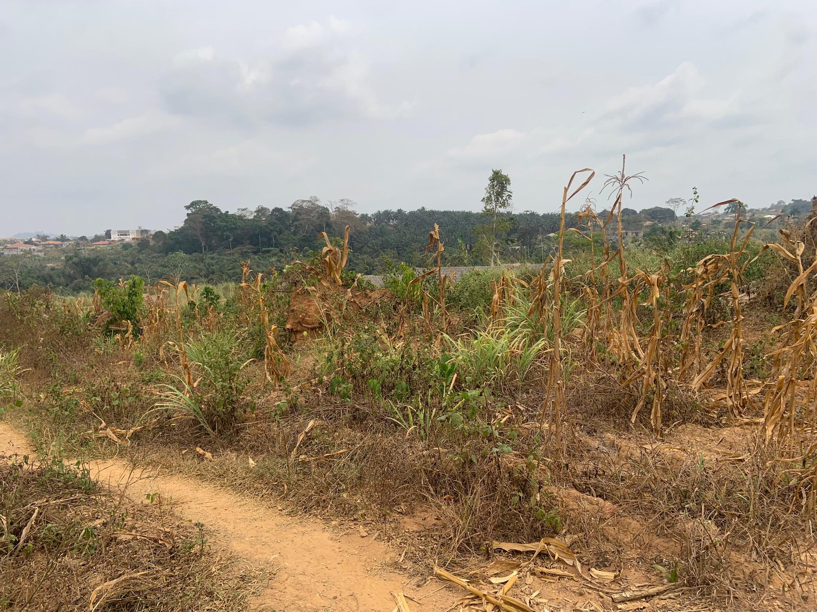 Terrain à vendre, Sikoum, Douala
