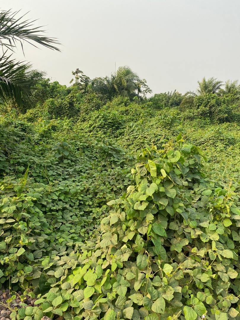 Terrain à vendre, Lobo, près de Yaoundé 