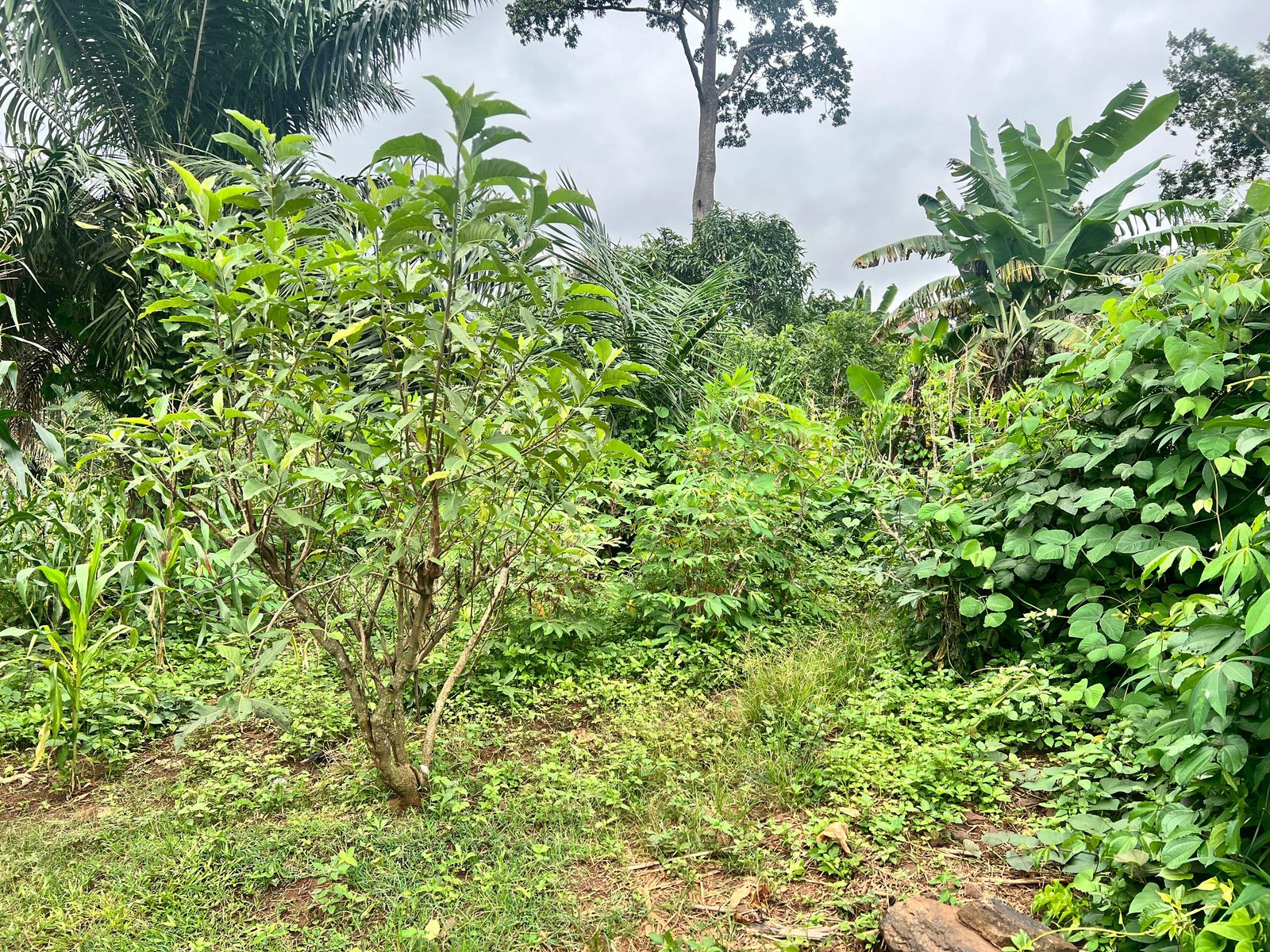 Terrain titré à vendre, Mbankolo, Yaoundé 