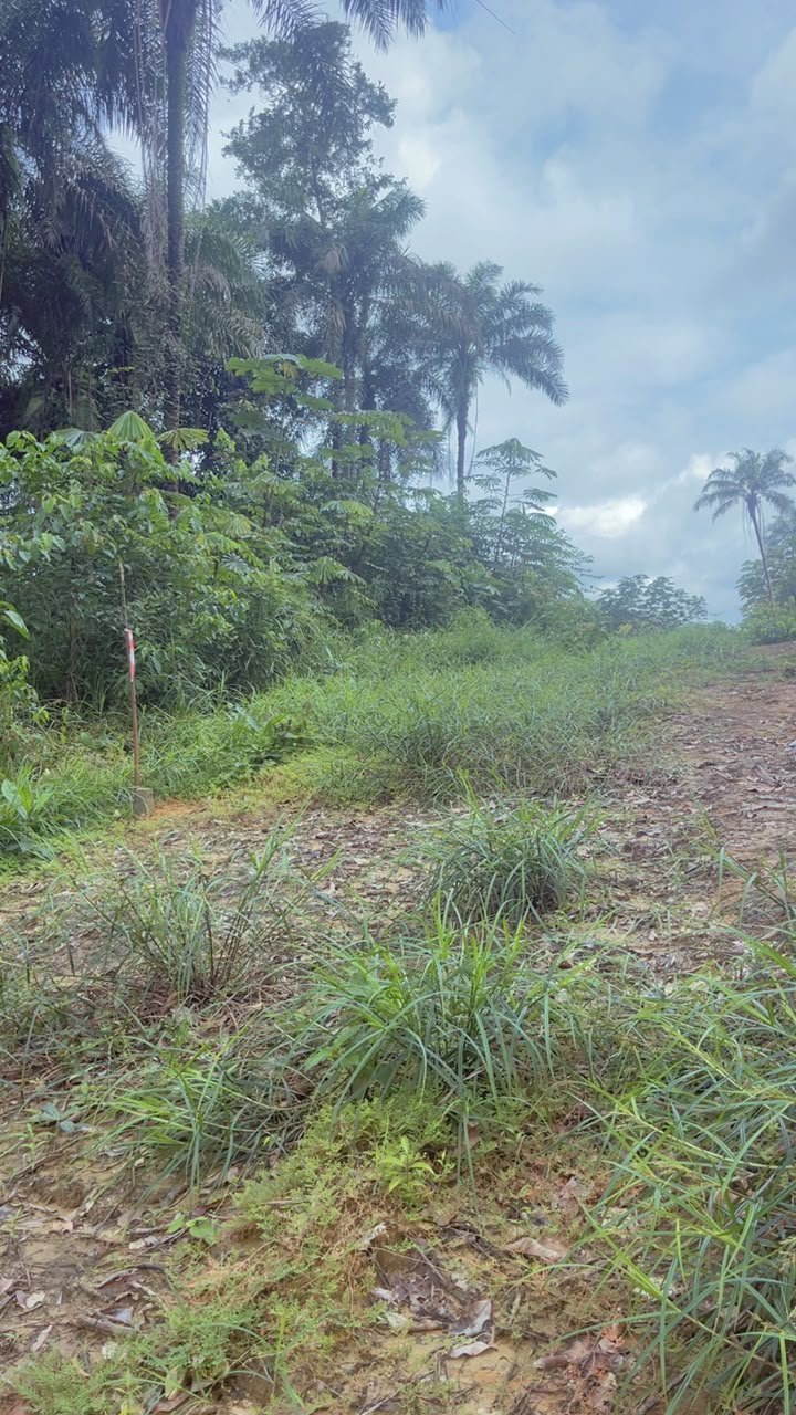 Terrains titré et lotis dans Douala et ses environs